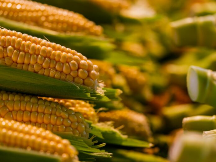 closeup of corns growing on a field