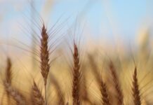 close up of wheat