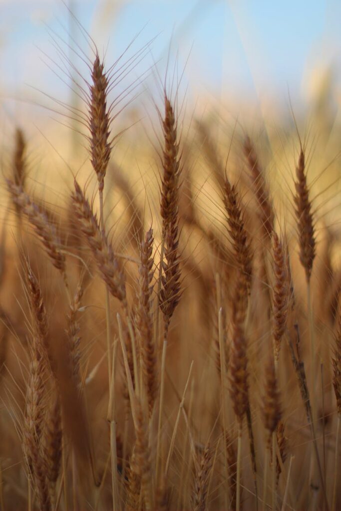 close up of wheat