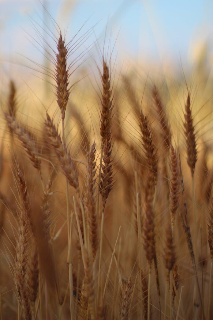 close up of wheat