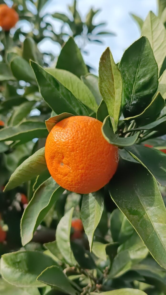 close up of a ripe orange on a tree branch