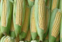 freshly harvested sweet corn on display