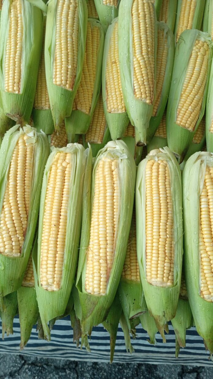 freshly harvested sweet corn on display