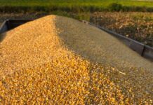 harvested corn kernels in farmer s hand