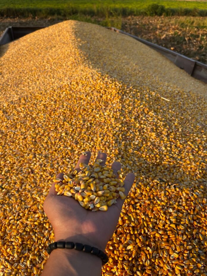 harvested corn kernels in farmer s hand