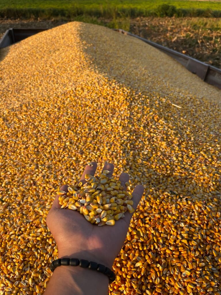 harvested corn kernels in farmer s hand