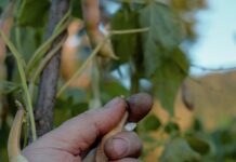 hand harvesting fresh beans in garden
