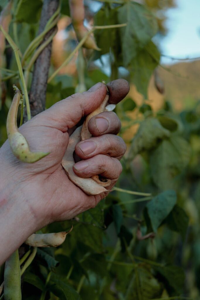 hand harvesting fresh beans in garden