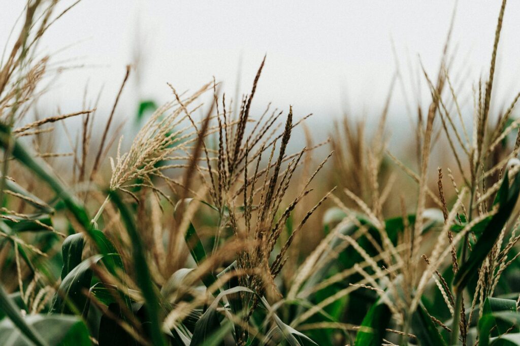 lush cornfield close up in el salvador