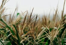 lush cornfield close up in el salvador