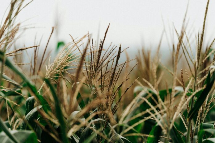lush cornfield close up in el salvador