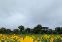 Brasil produzirá mais girassol em 2026 vibrant sunflower field on a cloudy day