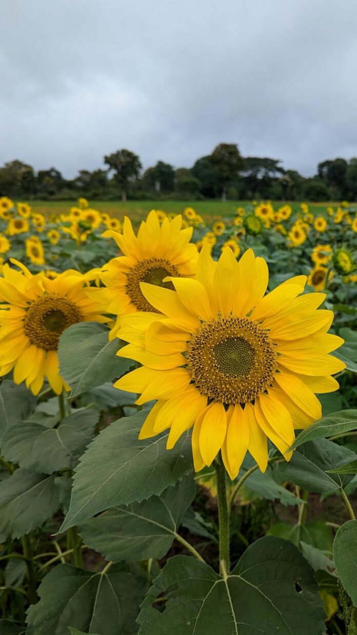 pexels-photo-35317978 vibrant sunflower field on a cloudy day