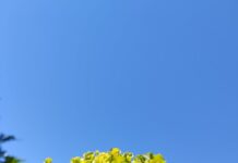 bright green lettuce against clear blue sky