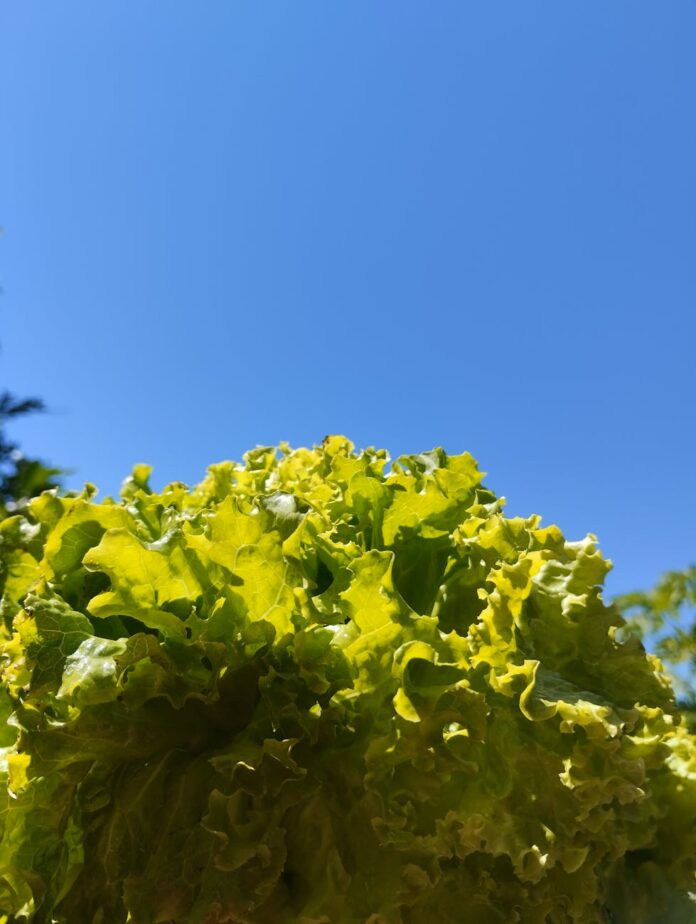 pexels-photo-35364016 bright green lettuce against clear blue sky