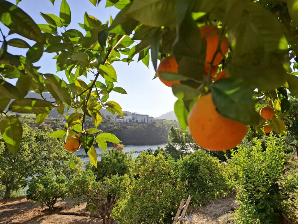 orange grove overlooking river and hills