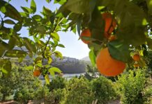 Momento de estabilidade: preço da laranja na roça varia pouco nos últimos dias orange grove overlooking river and hills