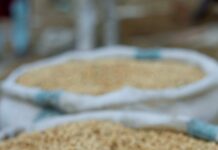 close up of sacks filled with soybeans