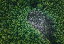 MapBiomas: desmatamento no Brasil cai mais de 20% aerial view of forest with deforested area