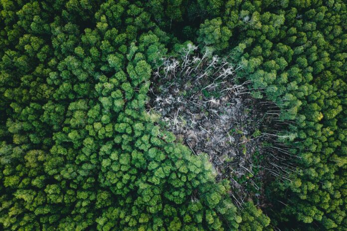 aerial view of forest with deforested area