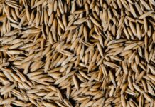 bulk of brown oat grains