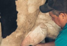 a man milking a cow