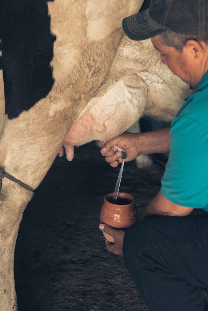 a man milking a cow