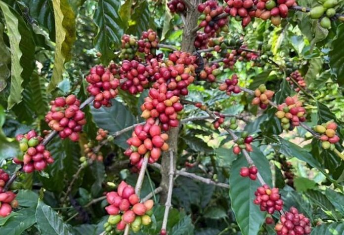 03 Concurso busca premiar cafés de excelência e ampliar oportunidades no setor em Mato Grosso