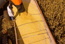 NO TOPO DO AGRONEGÓCIO BRASILEIRO | Mato Grosso lidera produção de algodão, soja e milho
