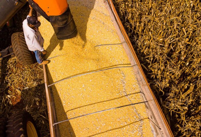03 NO TOPO DO AGRONEGÓCIO BRASILEIRO. Mato Grosso lidera produção de algodão, soja e milho