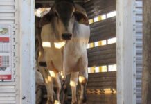Transporte animal deve conciliar bem-estar, sanidade e viabilidade operacional, alerta Mesa Brasileira da Pecuária