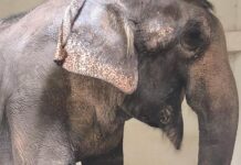 Elefanta Baby chega em santuário de Mato Grosso após deixar parque em Santa Catarina