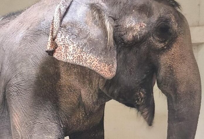 08 Elefanta Baby chega em santuário de Mato Grosso após deixar parque em Santa Catarina