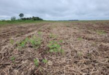 Indea alerta: vazio sanitário da soja já está em valendo em Mato Grosso