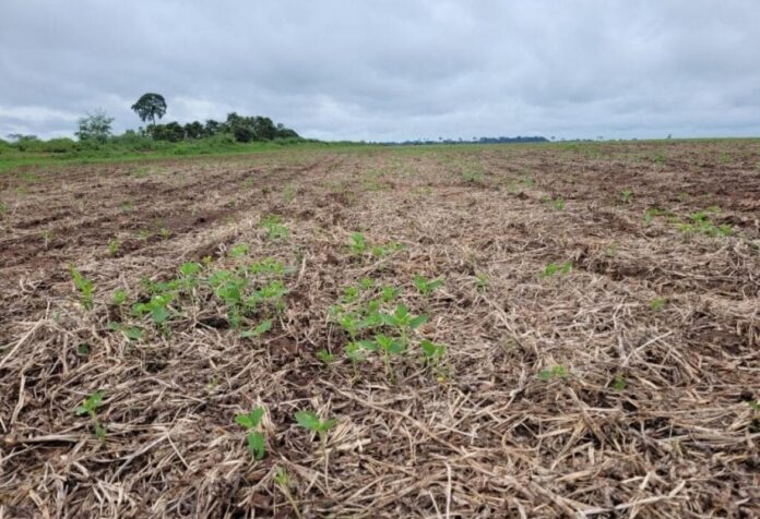 08 Indea alerta vazio sanitário da soja já está em valendo em Mato Grosso