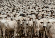 Indea promove esta semana em Cuiabá a principal conferência brasileira sobre defesa agropecuária