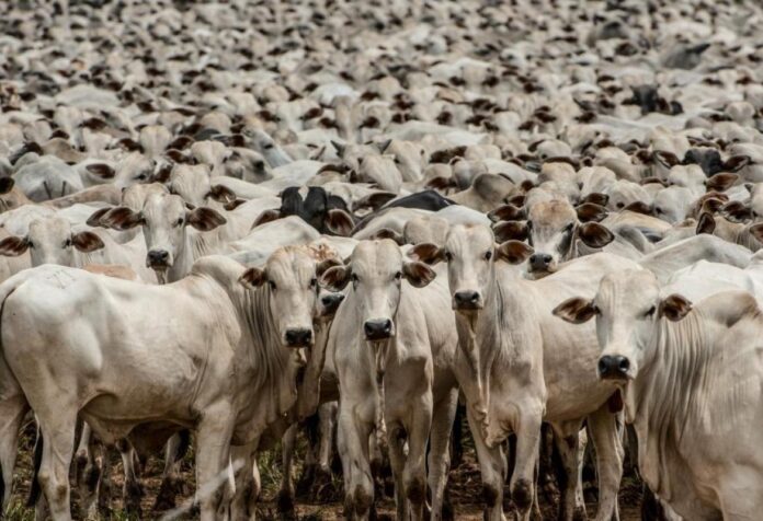 08 Indea promove esta semana em Cuiabá a principal conferência brasileira sobre defesa agropecuária
