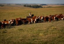 União Europeia restringe importação de carnes, peixe e mel do Brasil