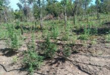 PM desarticula a 70ª invasão de terra e apreende plantação com 5 mil pés de maconha