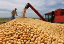 Soja terá custos maiores e cenário climático de incertezas na safra 26/27 em Mato Grosso, aponta Imea