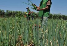 Mais da metade dos setores do agro registra queda e abril fecha com saldo negativo de empregos