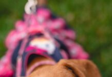 Comissão de Títulos e Honrarias aprova projeto que reconhece Associação SOS Animais de Rua como entidade de utilidade pública brown dachshund eating a cupcake