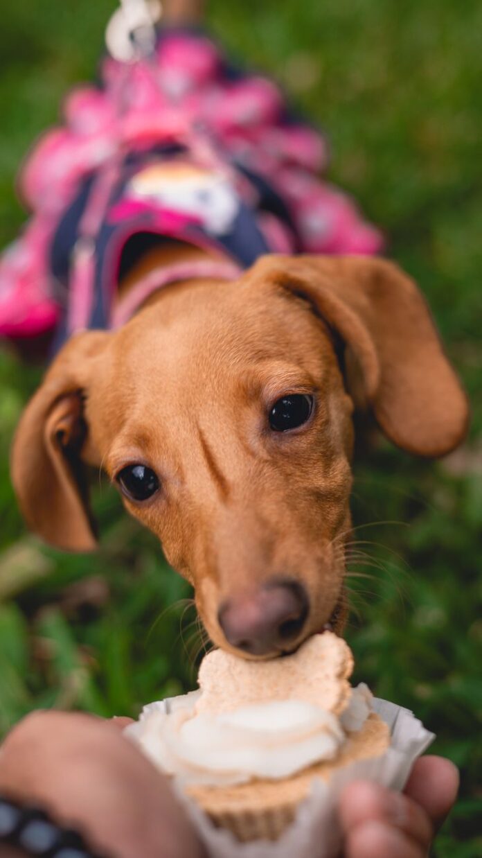 pexels-photo-19773181 brown dachshund eating a cupcake