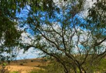 Inmet prevê inverno mais quente e seco que o normal scenic dirt path in brazilian cerrado landscape
