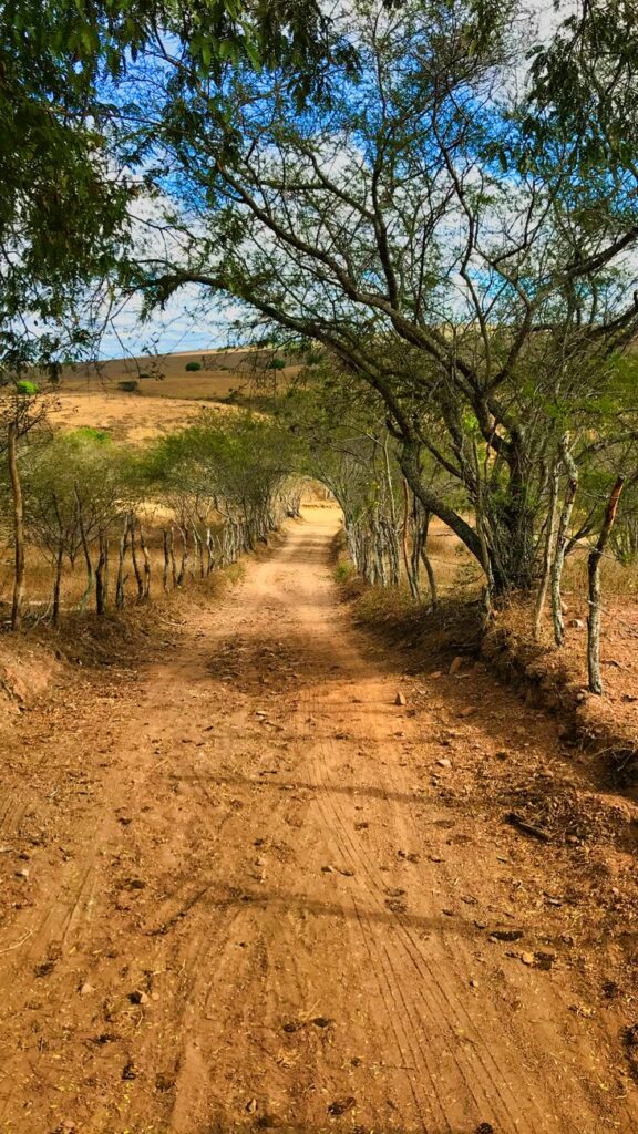 scenic dirt path in brazilian cerrado landscape