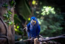 stunning hyacinth macaw in natural habitat
