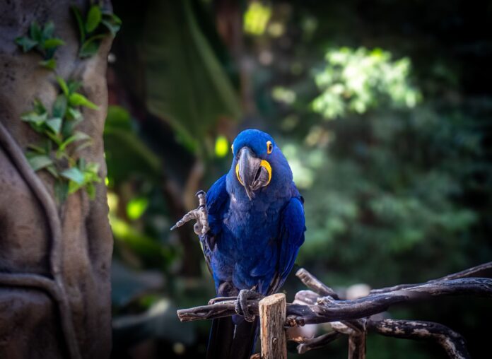 stunning hyacinth macaw in natural habitat