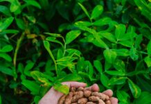 Produção brasileira de amendoim deve superar 1,2 milhão de toneladas hands holding harvested peanuts in lush greenery