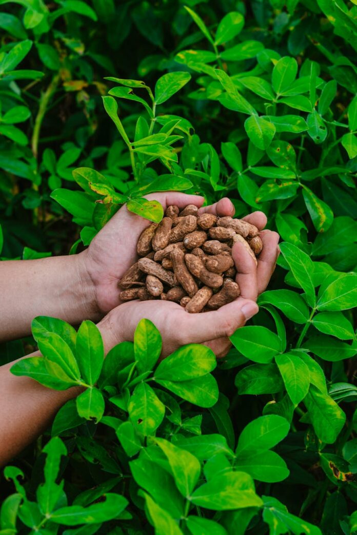 pexels-photo-33303307 hands holding harvested peanuts in lush greenery