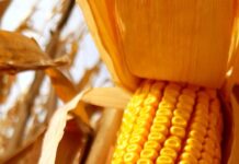 Milho fica mais barato no campo close up of corn